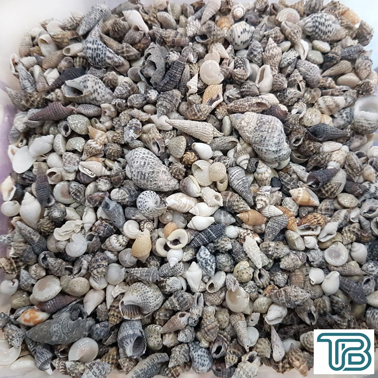 Karışık Minik Kiloluk Deniz Kabuğu (Şişe İçi İçin) 250 Gr - Eminönü ToptanS | Ticaretin Kalbinden