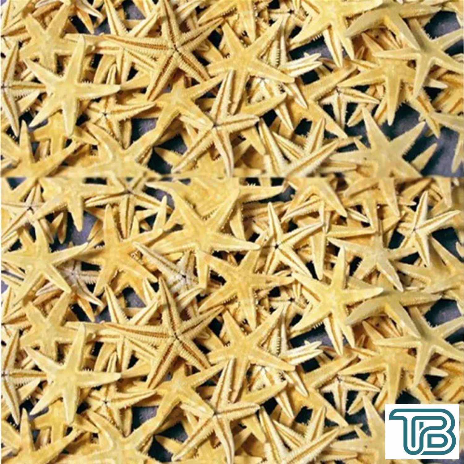 Naturel Deniz Yıldızı Minik Boy 0.5 Cm -1.5 Cm (100 Adet) Natural - Eminönü ToptanS | Ticaretin Kalbinden